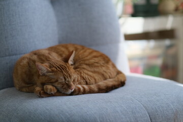 close up tabby cat sleeping on grey sofa at home