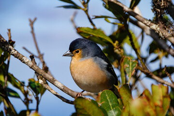 Tenerife chaffinch at a viewpoint in the Anaga mountain range, Tenerife, Spain