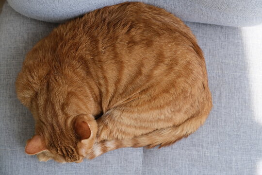 top down view of tabby cat sleeping on grey sofa at home