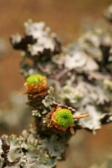 Young cones on a twig covered with lichen. 