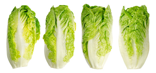Group of Romaine lettuce hearts in a row. Four tall cos lettuce heads, of sturdy dark green leaves...
