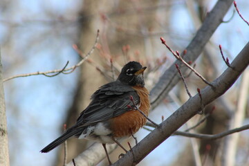 American Robin in a tree