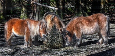 Three red-haired ponies eating hay in the enclosure