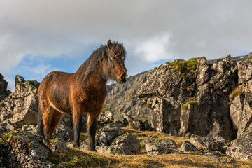 Fototapeta premium Iceland 