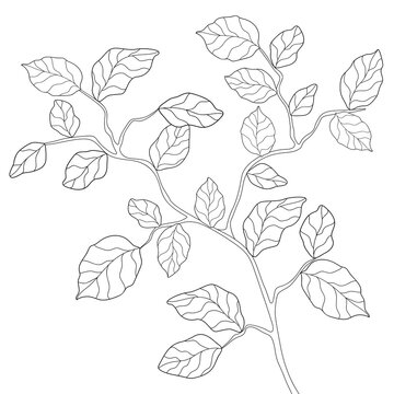 Hand drawn branch with leaves and simple floral patterns on a white isolated background. Summer botanical illustration. Suitable for coloring book. © Yana