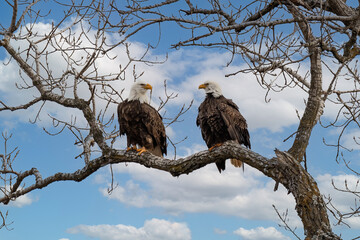 A pair of bald eagles mating on the branch of a tree.