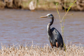 Blue Heron standing by the water.