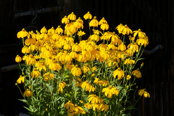  Gelber Sonnenhut, Rudbeckia Blüten im Sonnenlicht