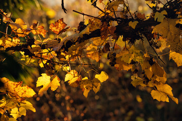 couleur or de la Vigne en automne