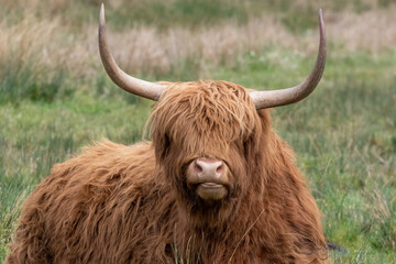 Highland cattle at Strumpshaw Fen nature reserve on the Norfolk Broads