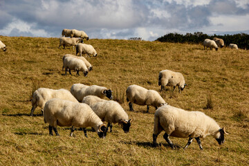 Fototapeta premium Sheep herd grazing, Causeway Coast , County Antrim, Northern Ireland