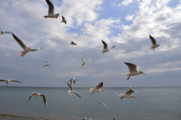 Seagulls, spreading their powerful wings wide, soar freely in the air and it seems that they fly effortlessly playfully