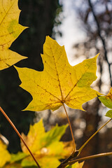 gros plan sur une Feuille jaune 