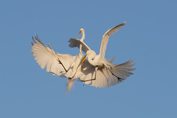Egret