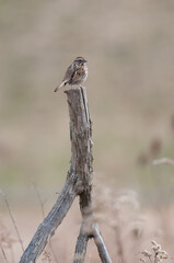 Song Sparrow perched atop s wooden branch