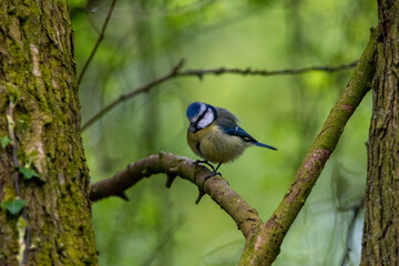 Blue tit sitting on a branch