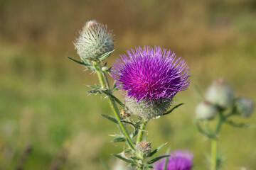 Pink thistle flowers outside in summer. A closeup