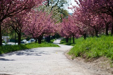 Cheery tree boulevard