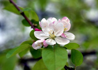 Rosarote Blüten und Knospen eines Zierapfels