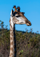 Giraffe portrait, photographed in its natural habitat.