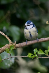 Blue tit sitting on a branch