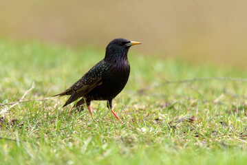 blackbird on the grass