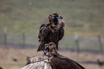 Cinereous Vulture, (Aegypius monachus) in its natural habitat. Wildlife.