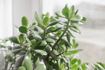 houseplant succulent in a pot stands on a room window