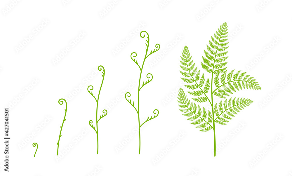 Wall mural Fern plant growth stages. Polypodiopsida or Polypodiophyta. Growing period steps. Harvest animation progression phase. Life cycle. Vector set.