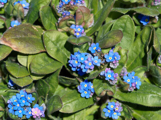 Myosotis aux fleurs en cymes à petites pétales bleus à coeur jaune ou blanc au dessus d'un...