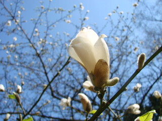 White magnolia flower against the sky close-up