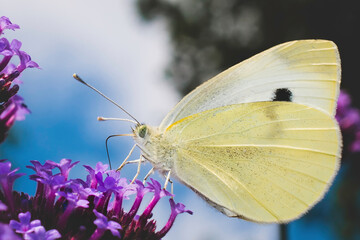 Pieris brassicae or Large cabbage white butterfly on Buddleia Davidi