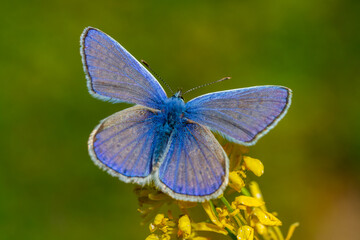 common blue butterfly Polyommatus icarus