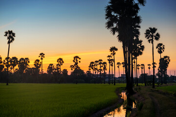 Sugar palm tree and paddy rice farm at sunset