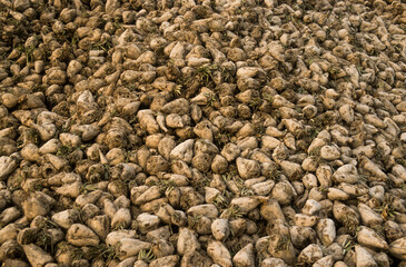 Culture, Betterave sucrière, Beta vulgaris, 10, Aube