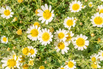 Field of wild white Mediterranean daisies (Argyranthemum frutenscens)