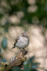 Female chaffinch at Strumpshaw Fen nature reserve in the Norfolk Broads