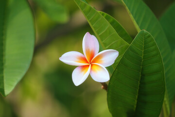 White mix yellow of plumeria flowers.