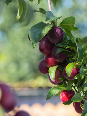 Plums on the tree branch, background with copy space