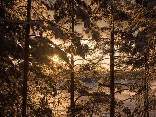 Sunset behing snowy pine trees in winter