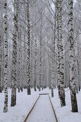 winter park with a path in a birch grove