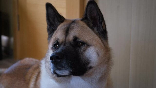 The dog american akita is looking in camera. Closeup portrait of american akita