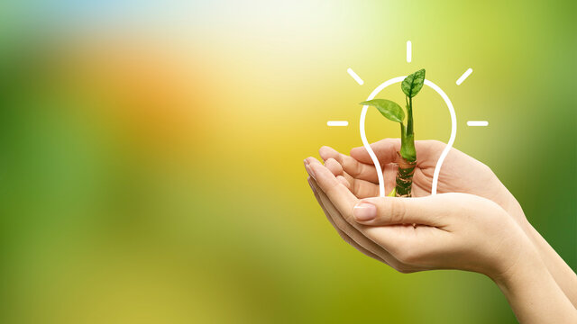 A plant in a light bulb in the hands of a person. Eco-friendly environment