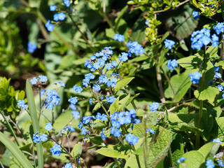 Floraison printanière du Myosotis des jardins à petites fleurs aux pétales bleus et coeur jaune...