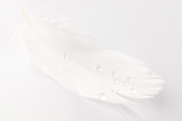 Feather soft. Multicoloured pastel angel feather closeup texture on white background in macro photography, soft focus. Fashion color trends spring summer.