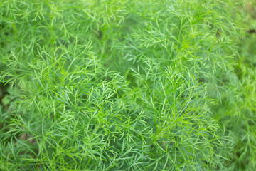 Summer green relaxation of outdoor garden