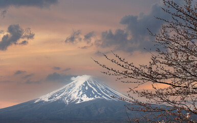 Mount Fuji and the branches of cherry trees in twilight sky background.