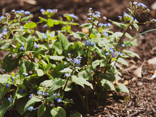 Myosotis aux fleurs en cymes à petites pétales bleus à coeur jaune ou blanc au dessus d'un...