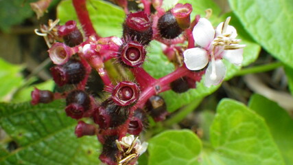 close up of a flower