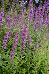 Closeup Lythrum virgatum known as European wand loosestrife with blurred background in summer garden